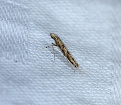 Stomphastis polygoni