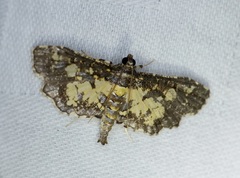 Eurrhyparodes bracteolalis