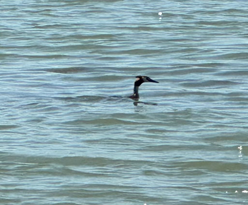 Great Crested Grebe