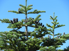 Abies mariesii
