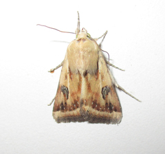 Heliothis scutuligera