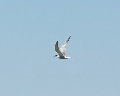 Common Tern