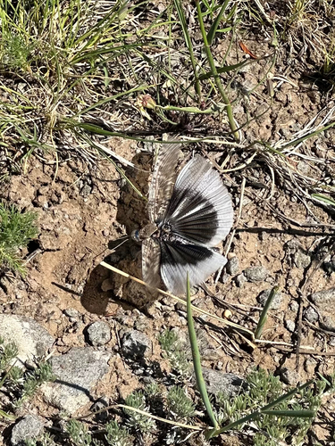 Bryodema luctuosum luctuosum