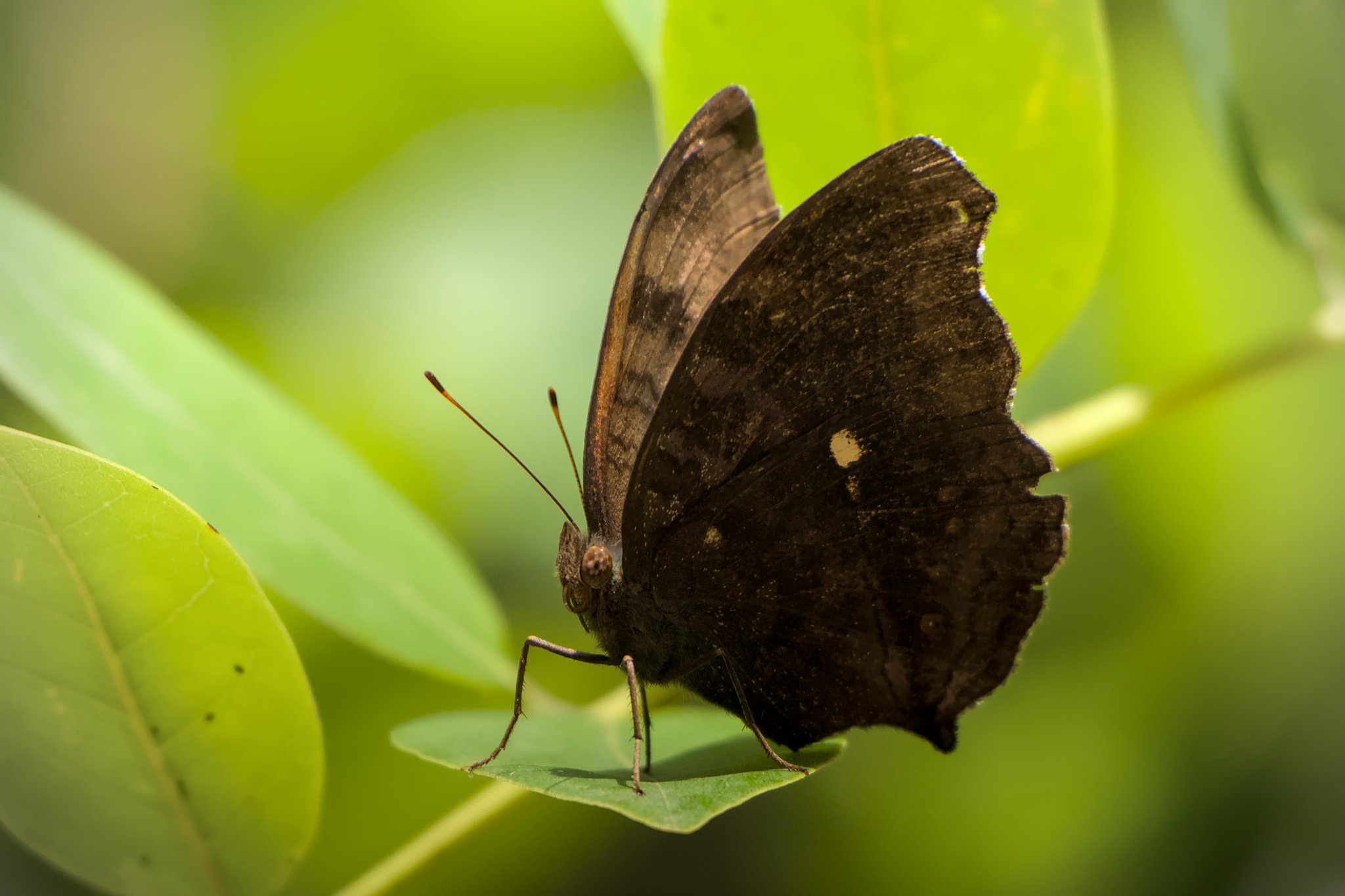 Chocolate Pansy