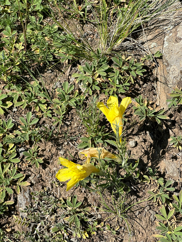 Cymbaria daurica