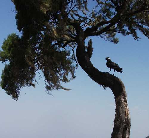 Thick-billed Raven