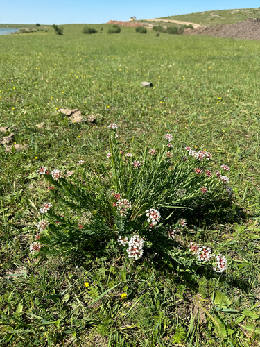 Chinese Stellera