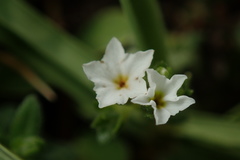Heliotropium formosanum
