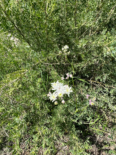 petal-like meadow-rue