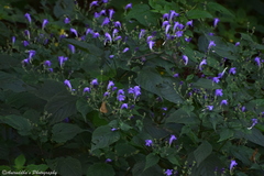 Strobilanthes pentastemonoides