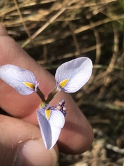 Moraea modesta