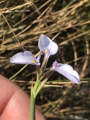 Moraea modesta