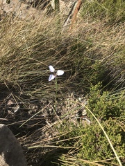 Moraea modesta