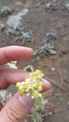 Pseudognaphalium sandwicensium