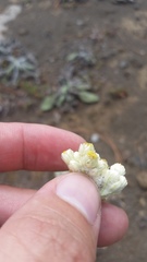 Pseudognaphalium sandwicensium