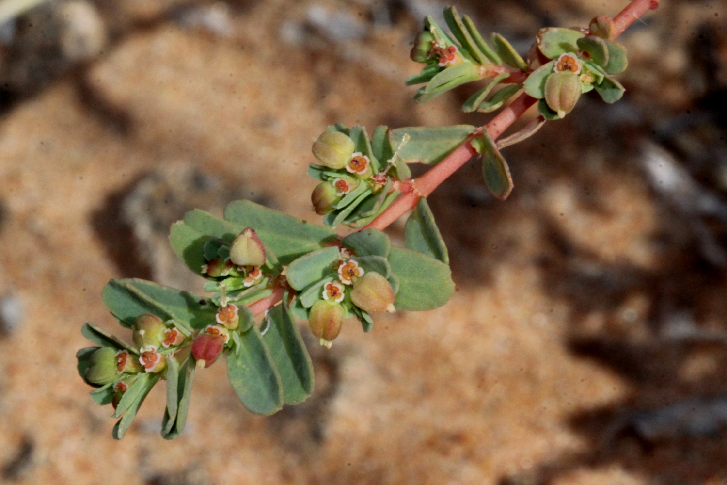 Euphorbia wheeleri