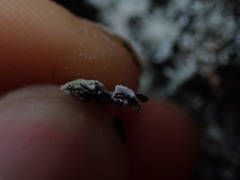 Hypogymnia subphysodes