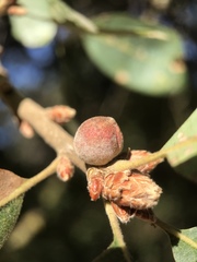 Disholcaspis simulata