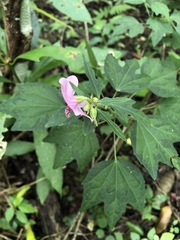 Urena procumbens
