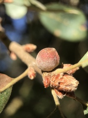 Disholcaspis simulata