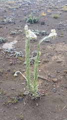 Pseudognaphalium sandwicensium