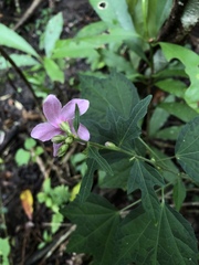 Urena procumbens