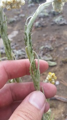 Pseudognaphalium sandwicensium