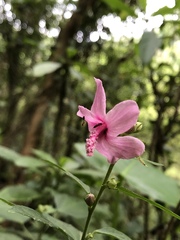 Urena procumbens