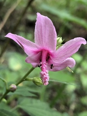 Urena procumbens