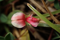 Indigofera trifoliata