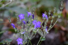 Strobilanthes attenuata
