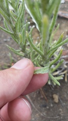 Pseudognaphalium sandwicensium