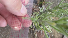 Pseudognaphalium sandwicensium