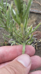 Pseudognaphalium sandwicensium