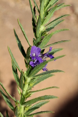 Stemodia florulenta