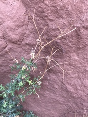 Cineraria lyratiformis