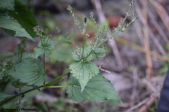 Strobilanthes attenuata