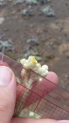 Pseudognaphalium sandwicensium
