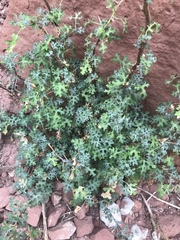 Cineraria lyratiformis