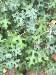Cineraria lyratiformis