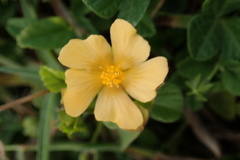 Sida rhombifolia insularis
