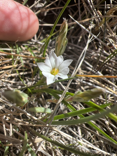 Fremont's gentian (Gentiana fremontii)
