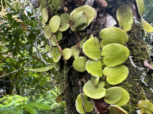 Pyrrosia nummulariifolia observed 2025-04-21