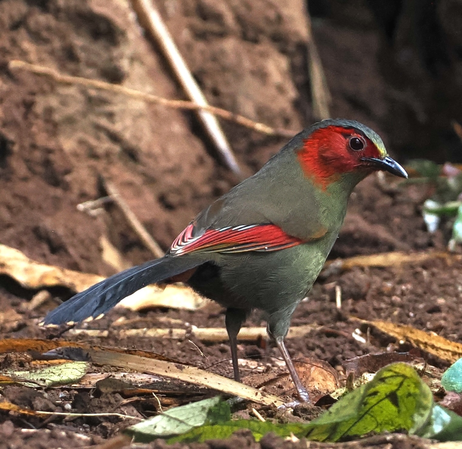 Scarlet-faced Liocichla