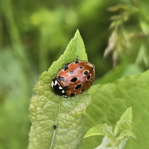 Eyed ladybird