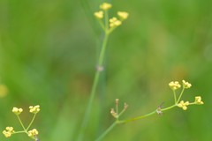 Donnellsmithia juncea juncea