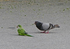Columba livia domestica