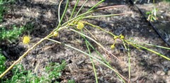 Acacia calamifolia