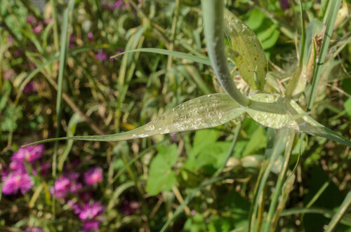 Pustula tragopogonis, 2025-06-18