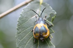 Monocesta ducalis